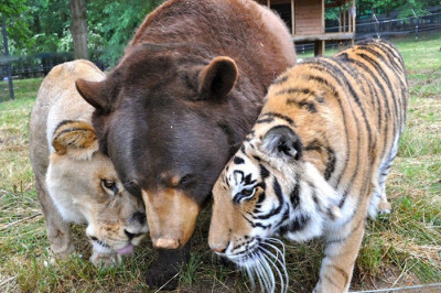 Неразлучное братство медведя, льва и тигра