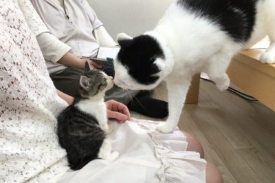 Офис , где свободно гуляют кошки 