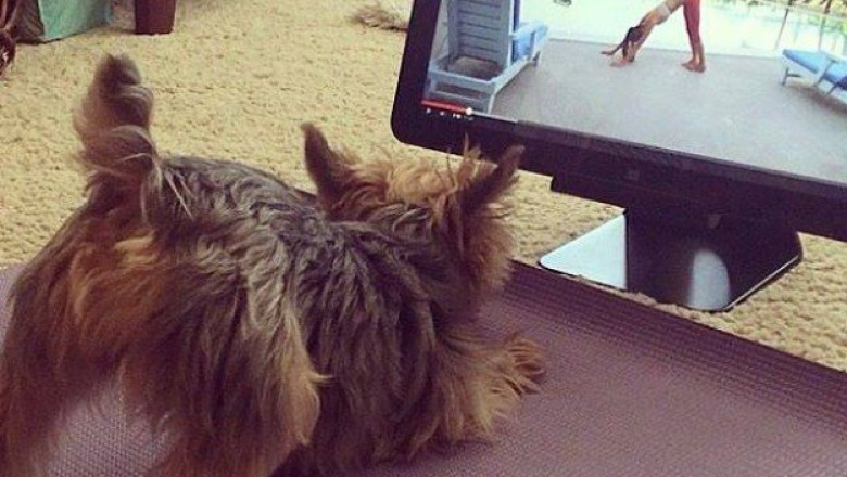 Домашние питомцы делают зарядку 