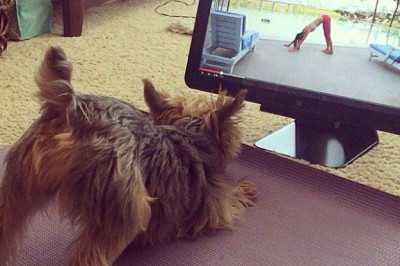 Домашние питомцы делают зарядку 