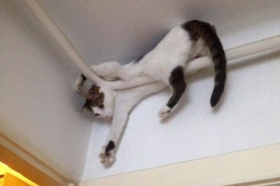 Странное поведение кошек