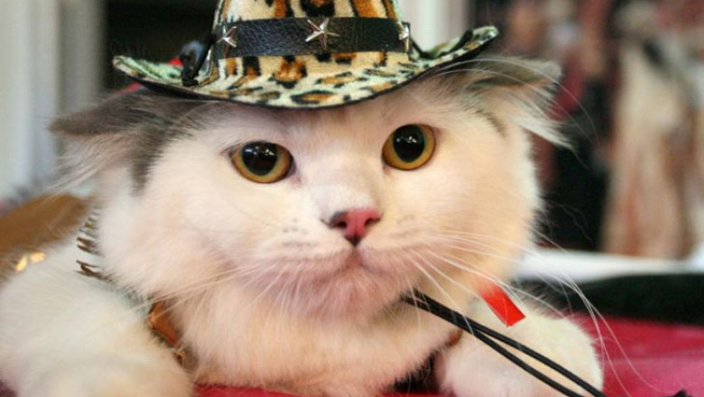 Забавные котэ 