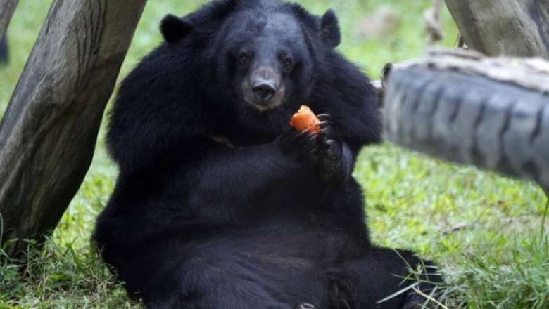 Эти милые и забавные животные 