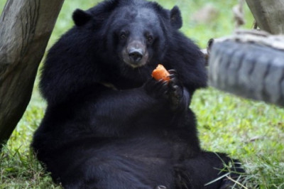 Эти милые и забавные животные 