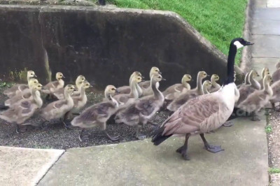 Гусиный детский сад 