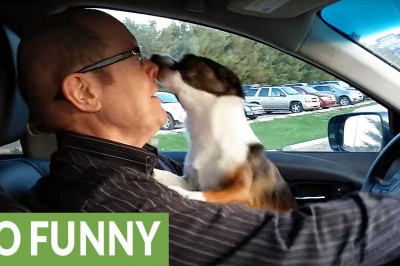 Посмотрите на реакцию пса 