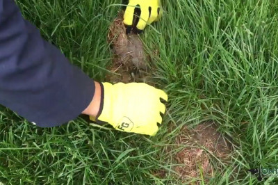 Гнездо с маленькими крольчатами под газоном