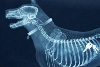 Предметы, которые не очень хочется видеть внутри себя