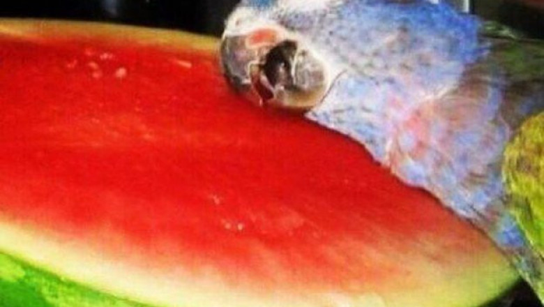 Уснули во время обеда 