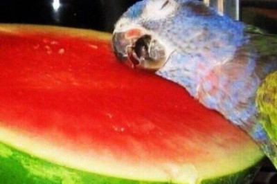 Уснули во время обеда 