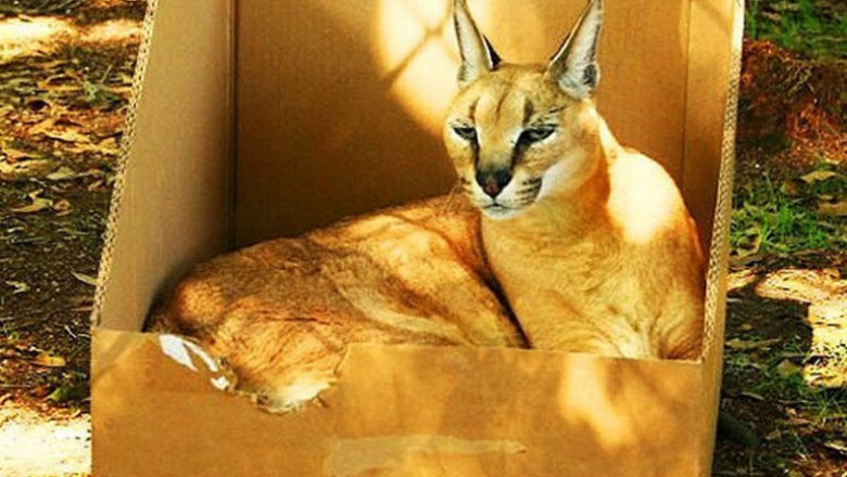 Большие коты тоже любят коробки 