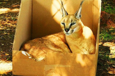 Большие коты тоже любят коробки 