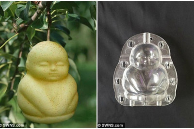 Дизайнерские овощи и фрукты причудливых форм