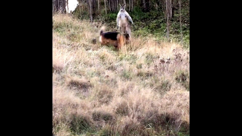 Драка собаки и кенгуру 