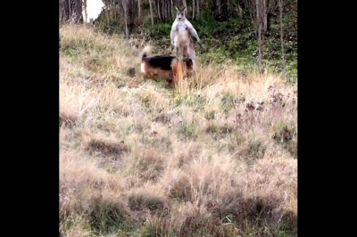 Драка собаки и кенгуру 