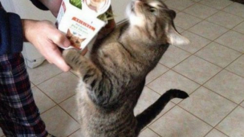 Котоматрица рулит !