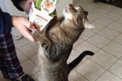 Котоматрица рулит !