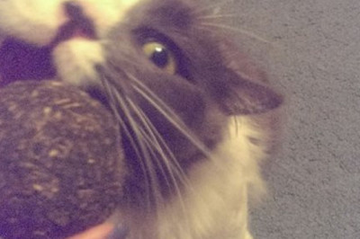 Коты , балдеющие от мяты 