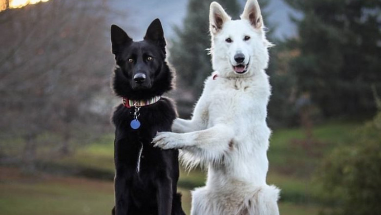 "Семейная" пара 