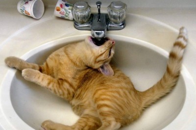 Сильная жажда у котов 