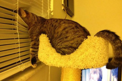 Домашние питомцы ждут хозяина