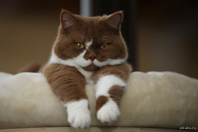 Кот, заслуживающий уважения