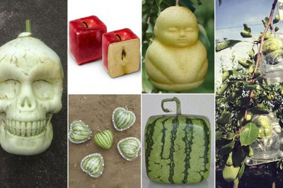 Креативные овощи и фрукты 