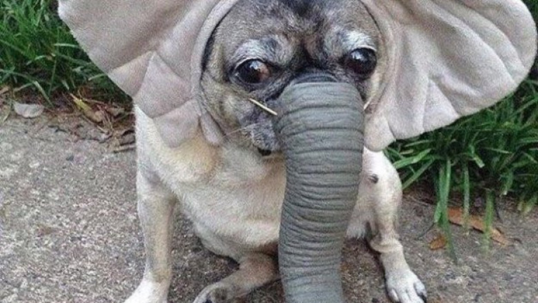 Мой хозяин немного странный 