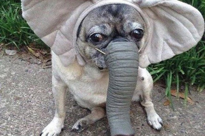 Мой хозяин немного странный 