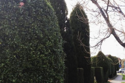 Необычный садовник 