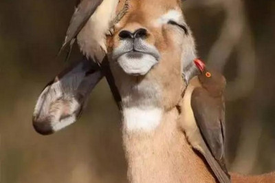 Очаровательное зверьё