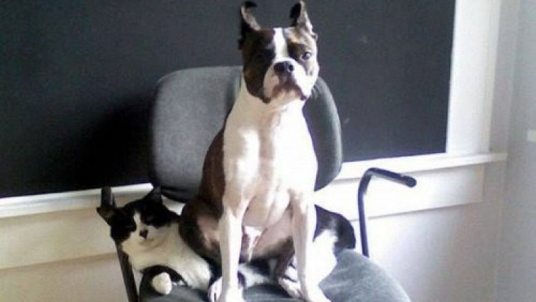 Калейдоскоп смешного 