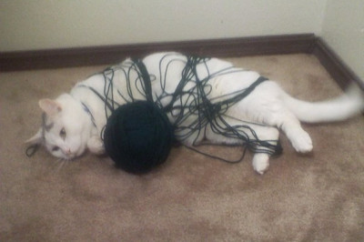 Кот попал в ловушку 