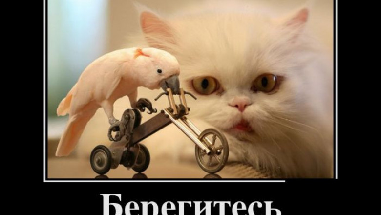 Позитивчик от демотиваторов 