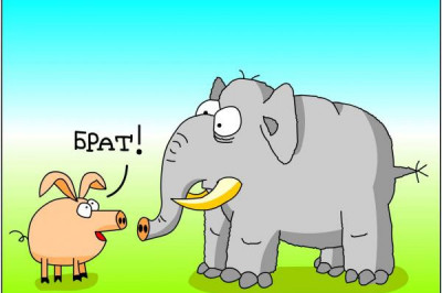 У слонов нет мошонки