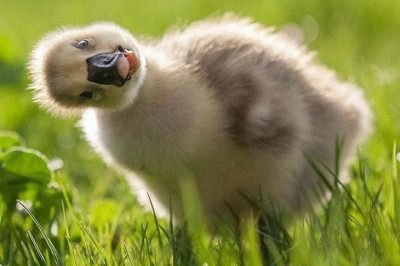 Эмоциональные фотопортреты животных 