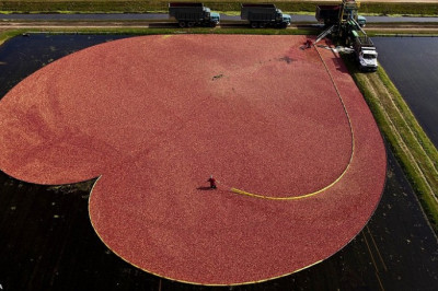 Необычный сбор клюв 