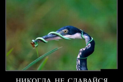 Никогда не сдавайтесь!