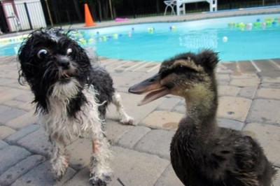 Пугливые собаки 