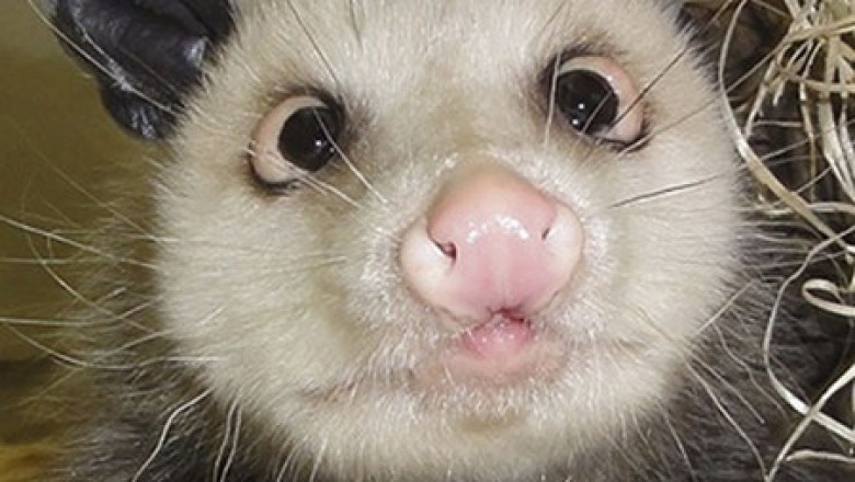 Шутки юмора в фотографиях 