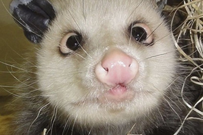 Шутки юмора в фотографиях 