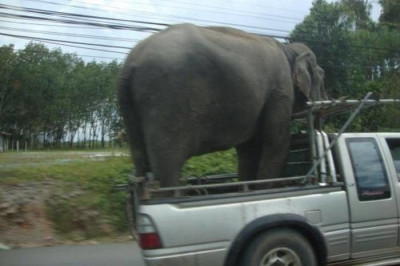 Перевозка животных и питомцев  в автомобилях 