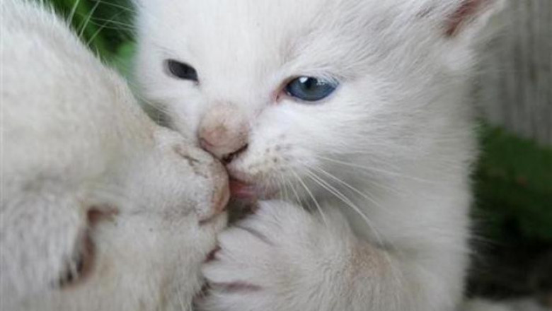 Поцелуйчики животных 