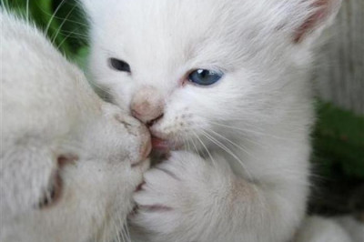 Поцелуйчики животных 