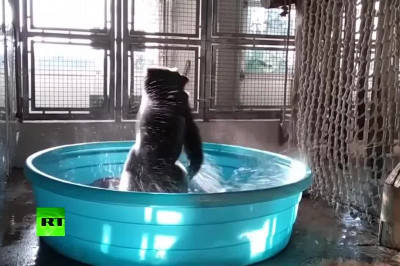 Танцующая горилла 