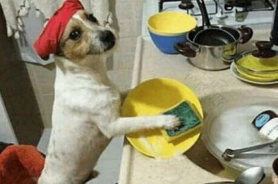 Домашний питомец помогает хозяину 