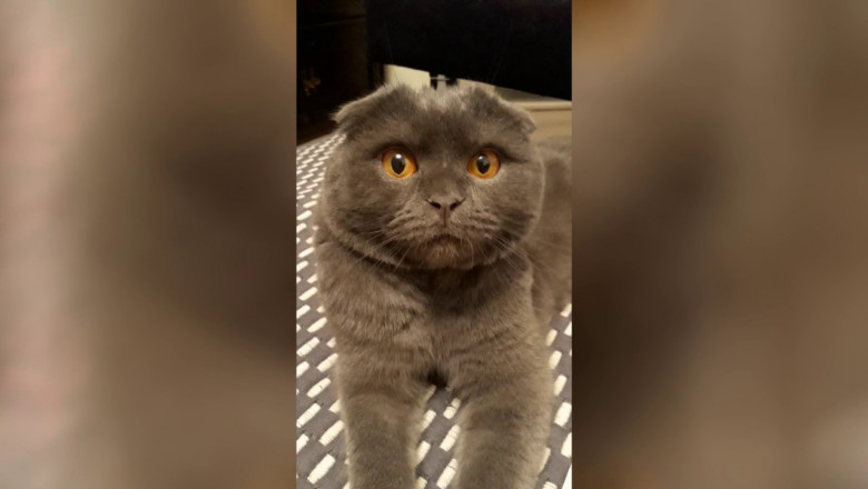 Кот провинился 