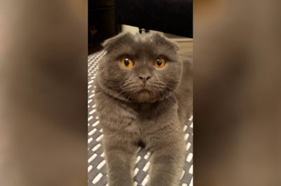 Кот провинился 