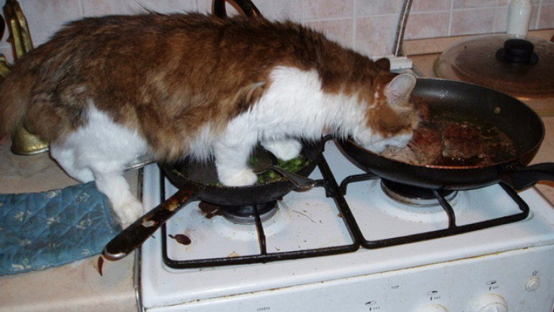 Кот воспользовался моментом 