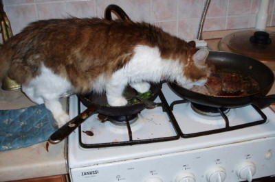 Кот воспользовался моментом 